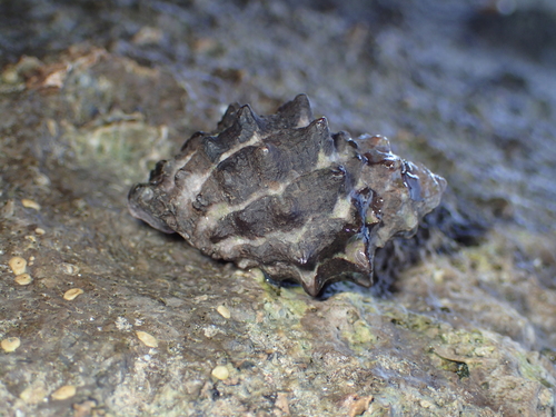 Tylothais aculeata observed 2022-10-22