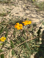 Kallstroemia peninsularis