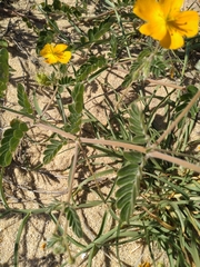 Kallstroemia peninsularis