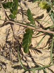 Kallstroemia peninsularis