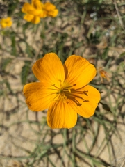 Kallstroemia peninsularis