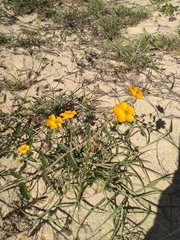 Kallstroemia peninsularis