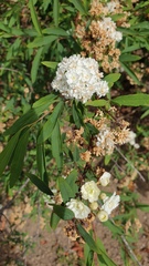 Spiraea cantoniensis