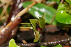 Chiloglottis jeanesii