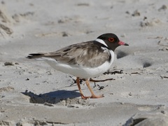 Thinornis cucullatus