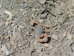 Parabuthus planicauda