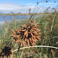 Schoenoplectus scirpoides