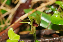 Chiloglottis jeanesii