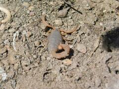 Parabuthus planicauda