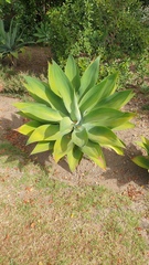 Agave attenuata