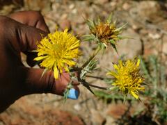 Berkheya heterophylla