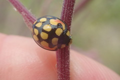 Cheilomenes sulphurea