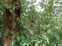 Crematogaster rogenhoferi