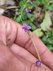 Arthropodium minus
