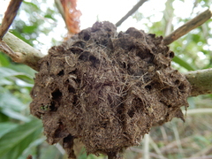 Crematogaster rogenhoferi