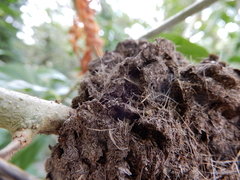 Crematogaster rogenhoferi