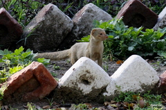 Urva auropunctata
