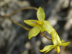 Cyanella lutea