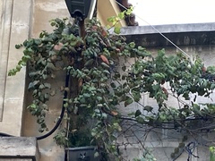 Magnoliopsida