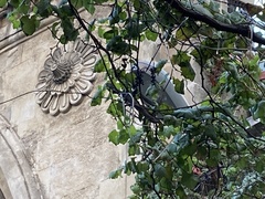 Magnoliopsida