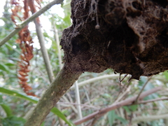 Crematogaster rogenhoferi