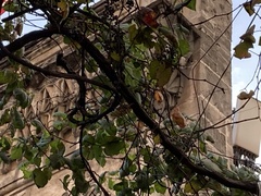 Magnoliopsida