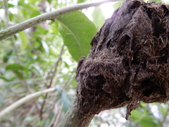Crematogaster rogenhoferi