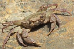 Potamon hippocratis