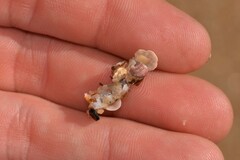 Diopatra dentata