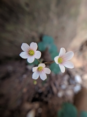 Oxalis
