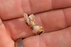 Diopatra dentata
