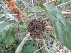 Crematogaster rogenhoferi