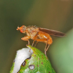 Scathophaga suilla