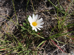 Dimorphotheca nudicaulis