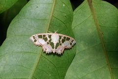Scopula divisaria