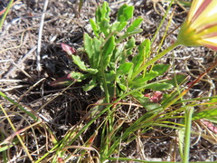 Dimorphotheca nudicaulis