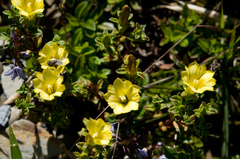 Gentiana scabrida