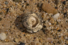 Lunella torquata