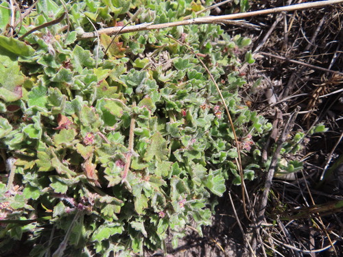 Image of Centella macroda by (c) linkie, some rights reserved (CC BY)