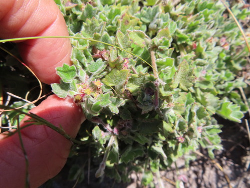 Image of Centella macroda by (c) linkie, some rights reserved (CC BY)