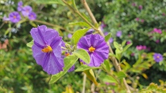 Lycianthes rantonnetii
