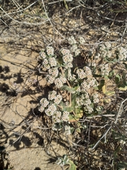Euphorbia leucophylla