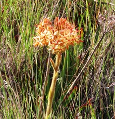 Dilatris viscosa