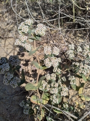 Euphorbia leucophylla
