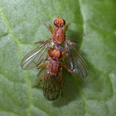 Norellisoma spinimanum