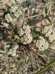 Euphorbia leucophylla