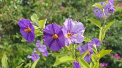 Lycianthes rantonnetii