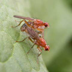 Norellisoma spinimanum