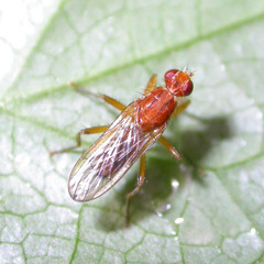 Norellisoma spinimanum