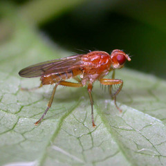 Norellisoma spinimanum